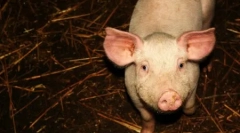 Zece cele mai inteligente animale